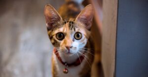 découvrez notre collection de colliers pour chats, alliant confort et style. offrez à votre félin un accessoire tendance et pratique, avec options de sécurité intégrées et designs variés pour tous les goûts.
