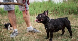 découvrez notre collection de colliers pour chiens alliant confort et style. offrez à votre compagnon à quatre pattes le collier parfait, disponible dans une variété de tailles et de couleurs. idéal pour les promenades et les activités quotidiennes, nos colliers garantissent sécurité et élégance.