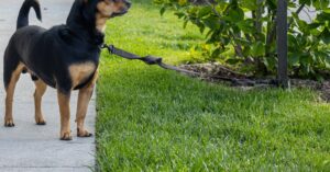 découvrez toute l’actualité sur les animaux : dernières nouvelles, découvertes surprenantes, conseils et initiatives pour le bien-être animal.